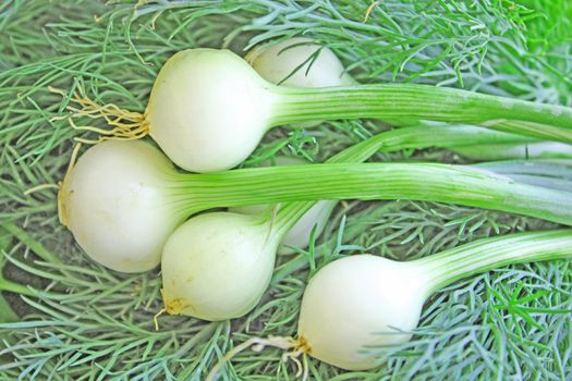 Close up of the onion and green dill