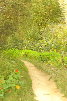 Path bordered with nasturtium in the old park