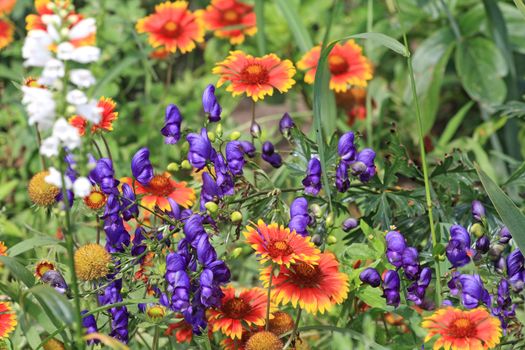 Close up of the bright summer flowers