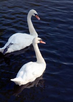 Two white swans on the dark river.