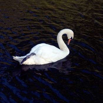 White swan on the dark river.