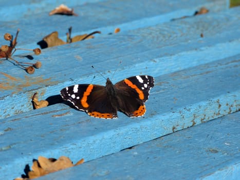 Butterfly on blue bench in an autumn park
