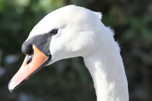white swan