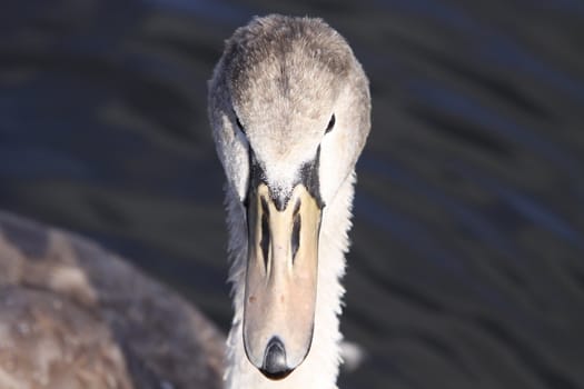 swan