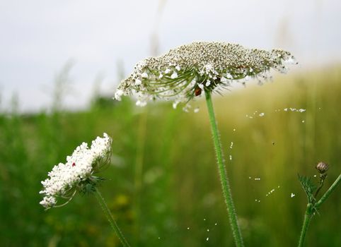 Spider spring web, nature contact