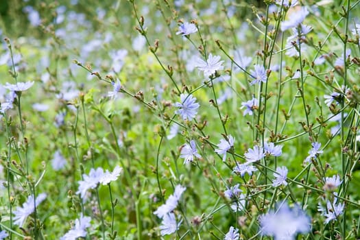Texture. A green meadow grass, blue cornflower.