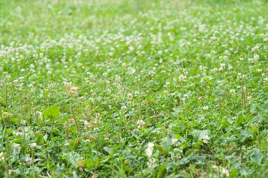 Texture. A green meadow grass, burnt a hot summer sun.