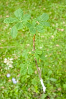 Chestnut. Seedling. A small young tree in city park.