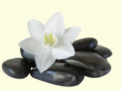 EUCHARIS GRANDIFLORA on black stones