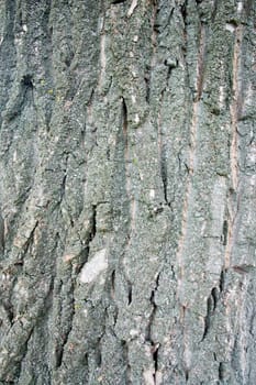Texture. Grey bark of an old tree.