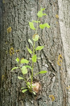 Bark of a old tree with young shoot