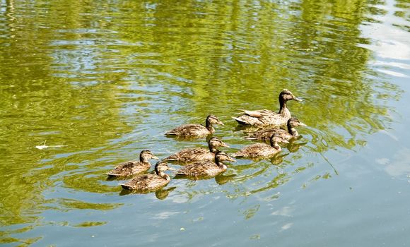 Duck derived small ducklings on the first jaunt