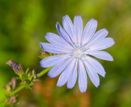 blue cornflower
