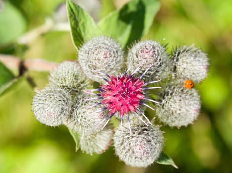 inflorescence of a burdock (agrimony)