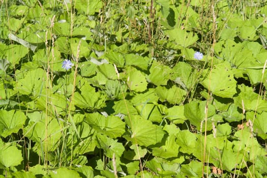 Texture. A green meadow grass.