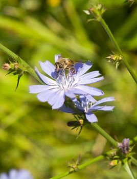 The small bee collects nectar from a cornflower