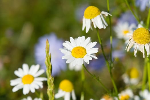 camomile
