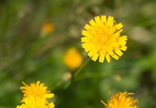 wild flowers