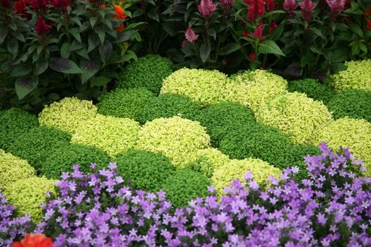 Flowers in garden