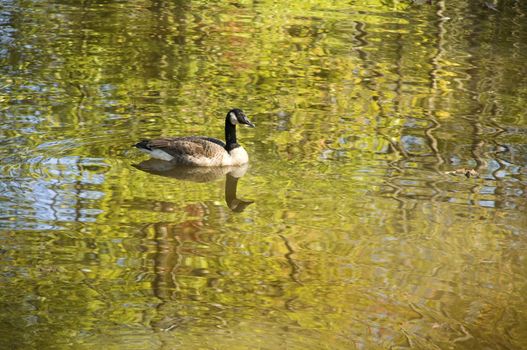 Goose or mallard swimming in a autumn stream with rippled reflections in the water 