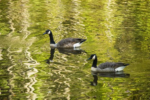 Two geese or mallards swimming in an autumn stream with rippled reflections in the water