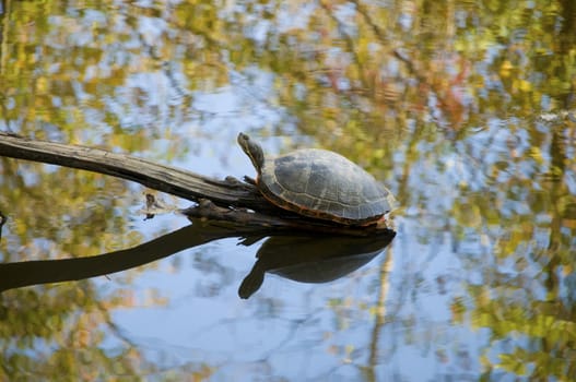 Turtle sitting on a small log in a stream in the autumn