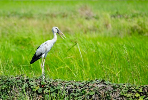 Bird Pakheag middle of rice fields.