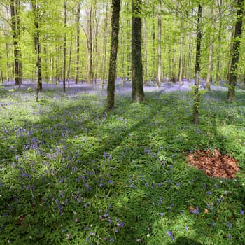 Bluebell in the forest of Halle - in Belgium - very famous for its blue flowers in May