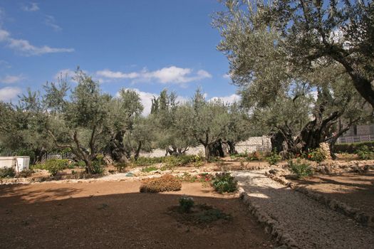 Jerusalem-Garden of Gethsemane