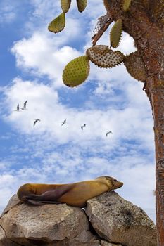 Resting sea lion on Santa Fe, Galapagos