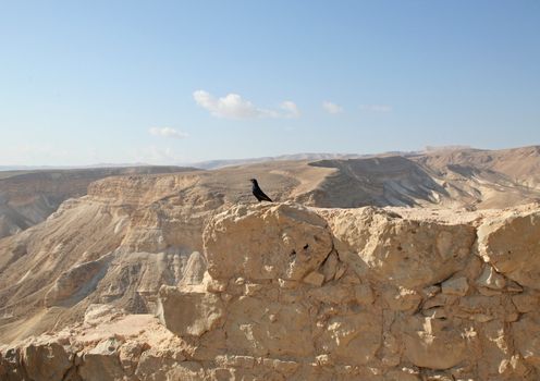 Bird in the Masada fortress in Israel