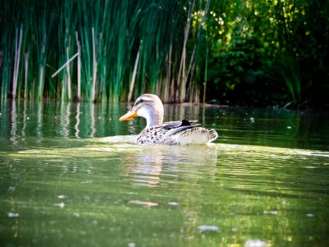 Female mallard duck swimming in pond