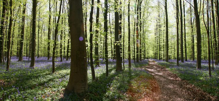 Bluebell in the forest of Halle - in Belgium - very famous for its blue flowers in May