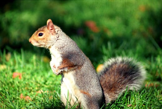 Squirrel in central park - new-york