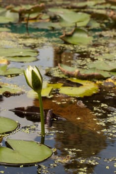 White water-lily and its reflection