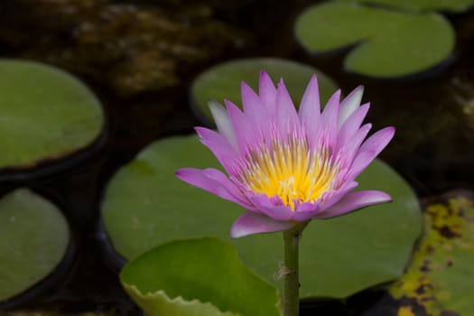 water-lily and its reflection