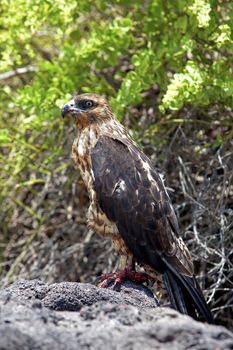 Galapagos Hawk with bloody claws and beak from feeding