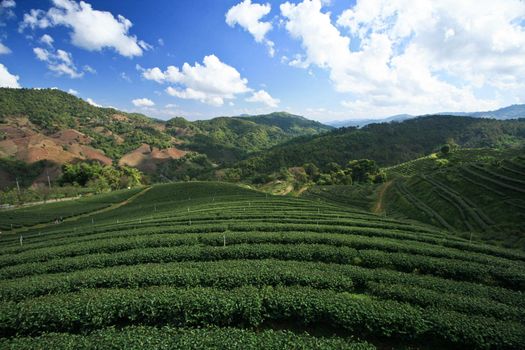 Green tea farm at northern of Thailand