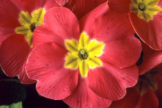 Primrose