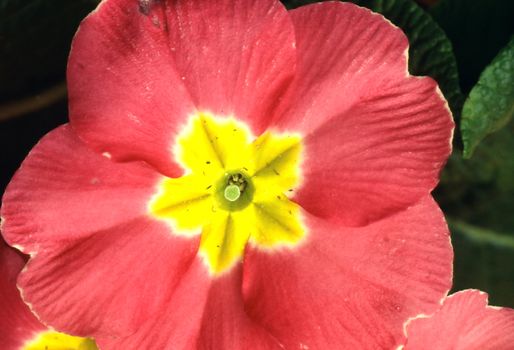 Primrose