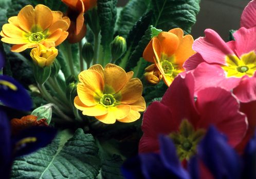 Primrose