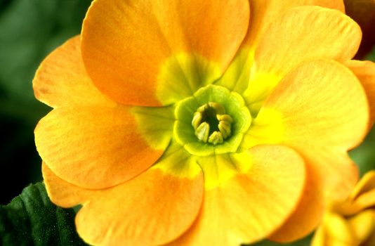 Primrose