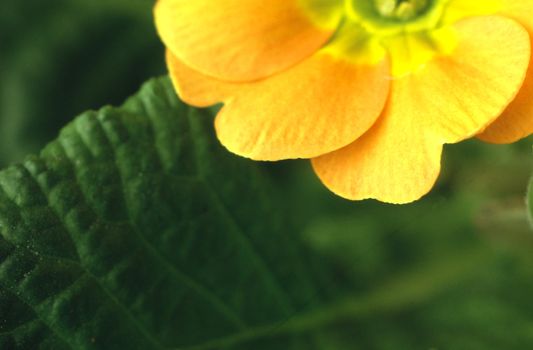 Primrose