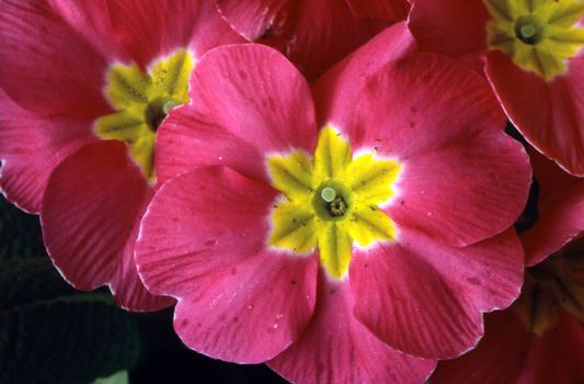 Primrose