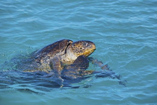 Mating game of two green sea turtles in Galapagos