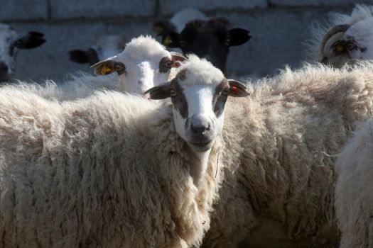 Sheep