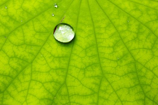 Closeup of green leaf with water drops from dew and veins
