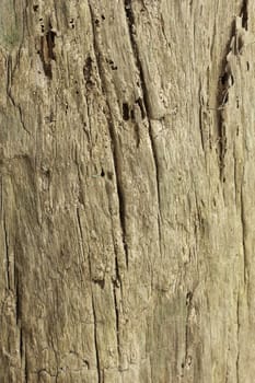 This is a textured background shot of some weathered wood.