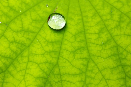 Closeup of green leaf with water drops from dew and veins
