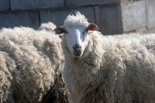 Sheep